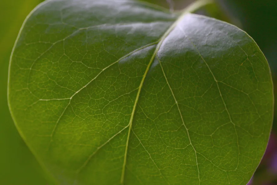 Et nærbilde av et blad
